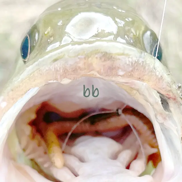 bb のジャケット