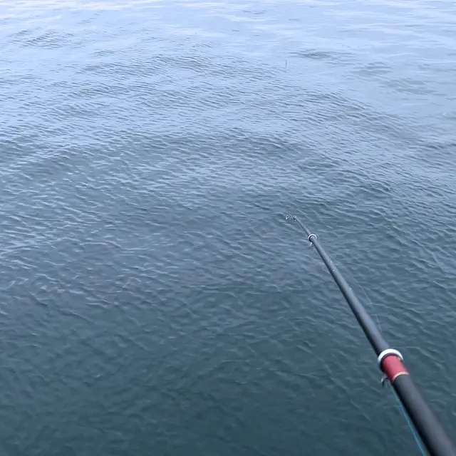 Black Sea Bream のジャケット