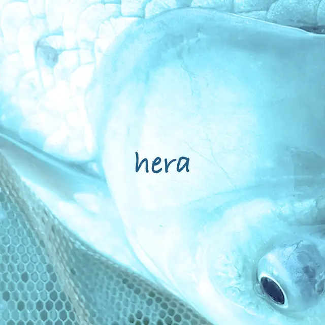 hera のジャケット